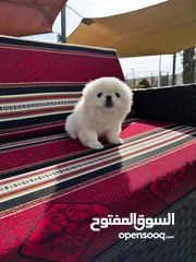  4 بيكينيز ميني