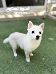  11 Fully vaccinated pomeranian & pomsky looking for forever family