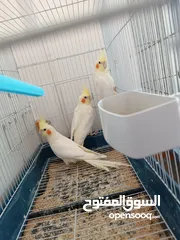  1 3 حبات لاتينو عين حمرا وحبة وايت فيس ايزابيل