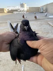  1 كوم حمام للبيع