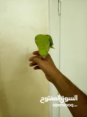  4 انثى دره هندي منتجه