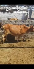  1 cow for sale