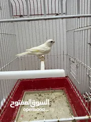  5 فحلين فحل ابيض ساده وفحل اصفر مقنبر