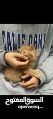  2 Orange Persian cat