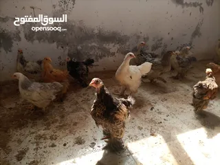  5 فرخات. براهمي . مشكل   في بف وفي بلاك     فرخات. ما شاء الله