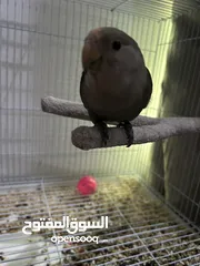  3 Love birds for sale طيور حب للبيع