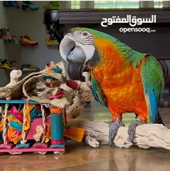  3 lovely Parrots