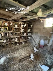  6 جواز بلونيات وجواز يهوديات