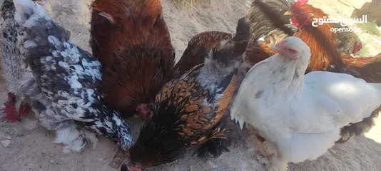  2 دجاج براهما