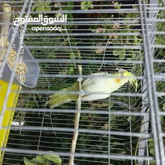  6 كوكتيل للبيع