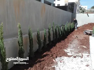  23 بعد إذن الإدارة  متوفر لدينا شجر زنزلخت الشماسي إيطالي أنثى ارتفاع من 180 سم إلى 250 سم سعر الشجره 6