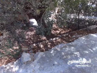  3 شقة صغيرة مستقلة للطالبات