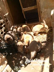  1 ارنب بلدي محسن