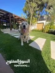  2 جولدن ريتريفر مدرب على الطاعة