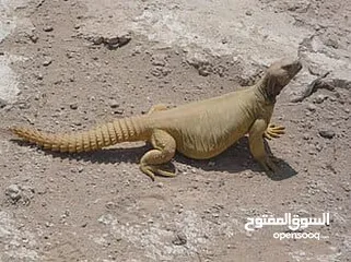  1 متوفر ضب +حرباء+شنايدر ــ»اليفات وغير مؤذى صحه ممتازة جدا المعاينه قبل الشراء الاسعار مناسبه وحرق