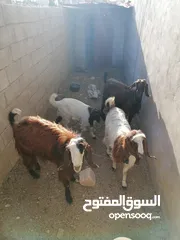  2 ماعز بلدي للبيع