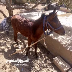  11 فرس مع مهر للبيع