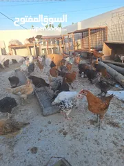  6 فراخ بلدي وبندوق براهما عمر شهرين ونص عددهم 150 تقريبا نسبه الفرخات تفوق 90%