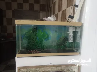  2 قطع افانتي للبيع
