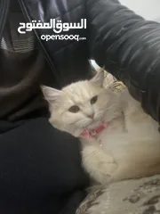  1 قطط  يجنن شعرو ناعم وكبير للبيع بأرخص الأثمان ماخذ كل الطعومات