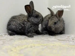  1 For sale all kinds of rabbits Holland loop , natherland mini , flamish gaint flander etc