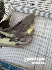  2 طيور للبيع