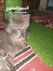  9 القطط الصغيره عمرهااا 2 شهرين ..القطط الكبيره عمرها 8شهور .. القط الاحمر سنه و3شهور