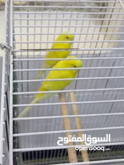  3 طيور حب هولندي عيون حمر بزرات