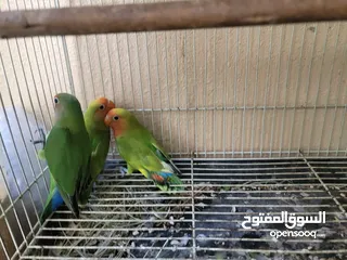  4 Love birds