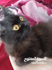  4 قطه وولادها 3 ابيض 1 اسود ذكور عمر 2 اسبوع