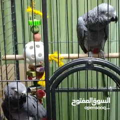  2 well trained parrots