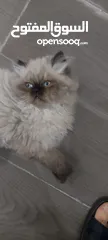  2 قطه هملايا شوكلت للبيع مع كتن هملايا