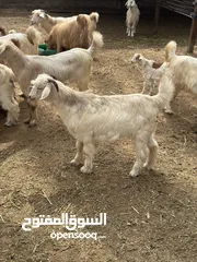  1 تيوس ذبايح للبيع