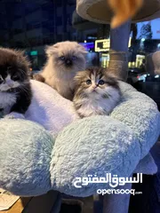  24 Himalayan Scottish fold Persian all kinds of kittens available in our store