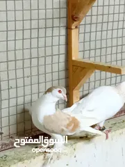  15 حمام سوري شامي منتاج وكش