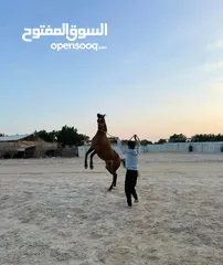  2 حصان واهو مصري للبيع