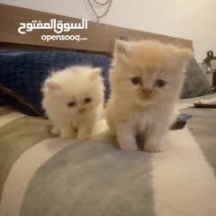  2 قطط شيرازي للبيع Persian cats for sale