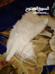 3 للبيع قطه شيرازي تركيه عيون ملونه كل عين شكل عمرها 8 اشهر خلف قبل شهر جابت قطه بلصلاه على النبي