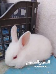  4 ارانب صغيره الوان مميزه اليه للغاية  ،،،،،،