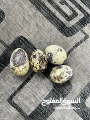  3 السمان او (فرر) تكسس لون ابيض