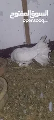  2 حمام  هزاز ابيض