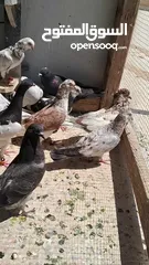  2 حمامت قوايه للبيع حرق كوم كامل موجود فيديوه مطارهم وتعال كش في ايدك