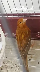  21 جوز كنار نحاسيات نار