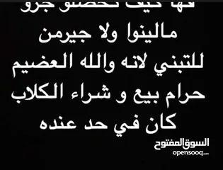  1 سلام عليكم مطلوب كلب لتبني عل رحمه والديكم