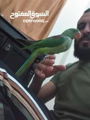  3 فرخ كساندرا انتاج اردني نهايت فطم عين سودا انتاج اردني