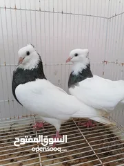  8 طيور ايرانيه للبيع