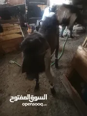  4 جديان للبيع