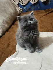  2 قطط شيرازي صغار