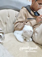  2 قط شيرازي للبيع