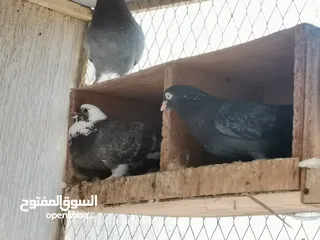  16 all typs of pigeons have